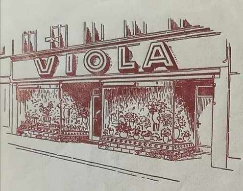 Viola
